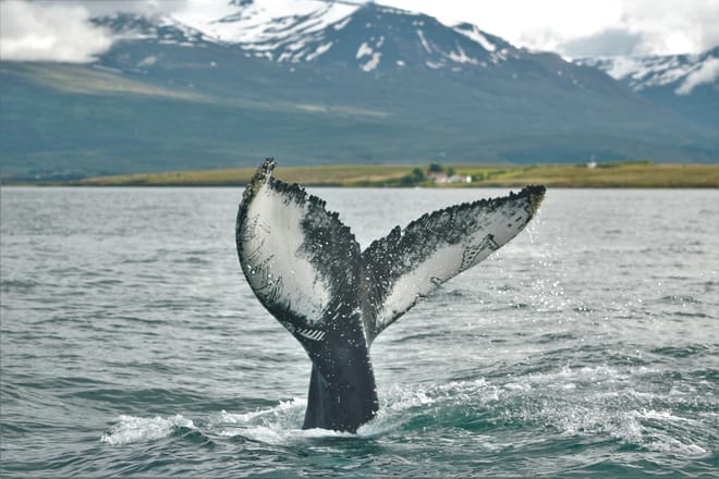 Express Whales, Eyjafjord & Akureyrivb  photo 5