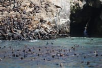 Islands of Lima Boat Tour