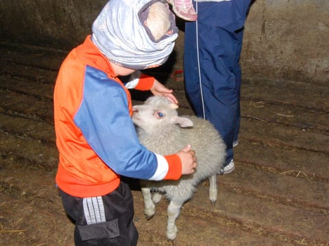 Our woolly friends, photo 2