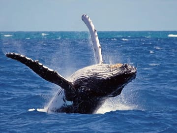 Whale Watching