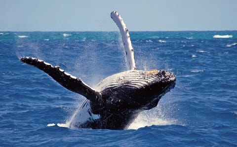 Whale and Dolphin Watching Tour in Mirissa, Sri Lanka