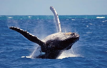 Whale and Dolphin Watching Tour in Mirissa, Sri Lanka