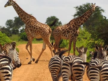 Nairobi Museum Snake Park Giraffe Center and Beads Center Tour