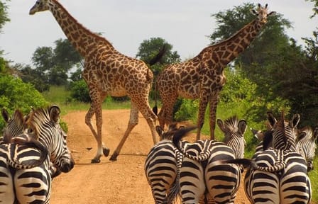 N.N. Park, Karen Blixen, Bomas Cultural Dance Show with Dinner