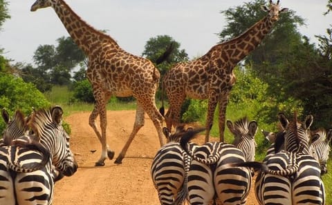 Nairobi National Park and Cultural Experience with Dinner