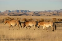 3 Days Khustai and Terelj National parks tour 1