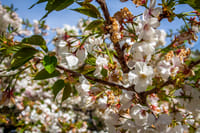 Stroll in the Jardin des Plantes (Botanical Garden) 4