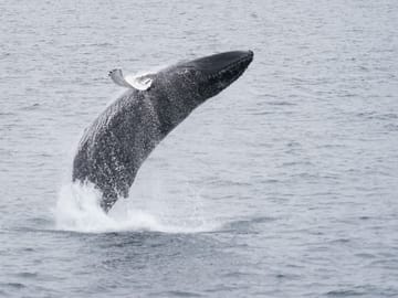 Whale Watching Cruise in Reykjavík's Coastal Waters
