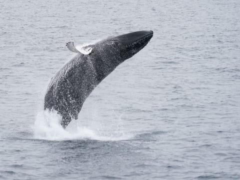 Whale & Marine Adventure Tour, photo 2