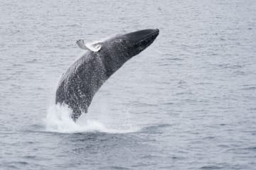 Whale Watching Cruise in Reykjavík's Coastal Waters