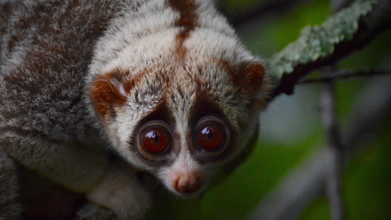 Pickup Bangkok (My Phuket): Wildlife Friends Foundation Thailand Full-Day Visit