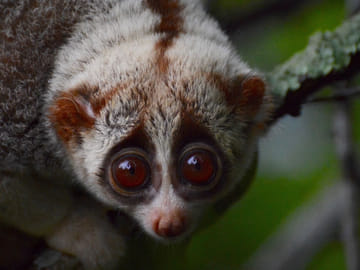 Pickup Bangkok (My Phuket): Wildlife Friends Foundation Thailand Full-Day Visit