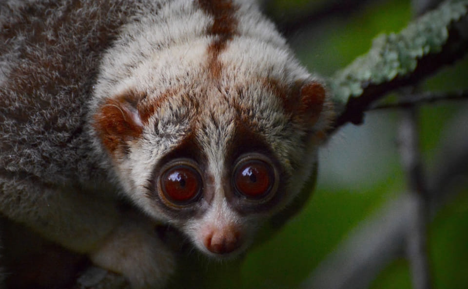 Pickup Bangkok (My Phuket): Wildlife Friends Foundation Thailand Full-Day Visit