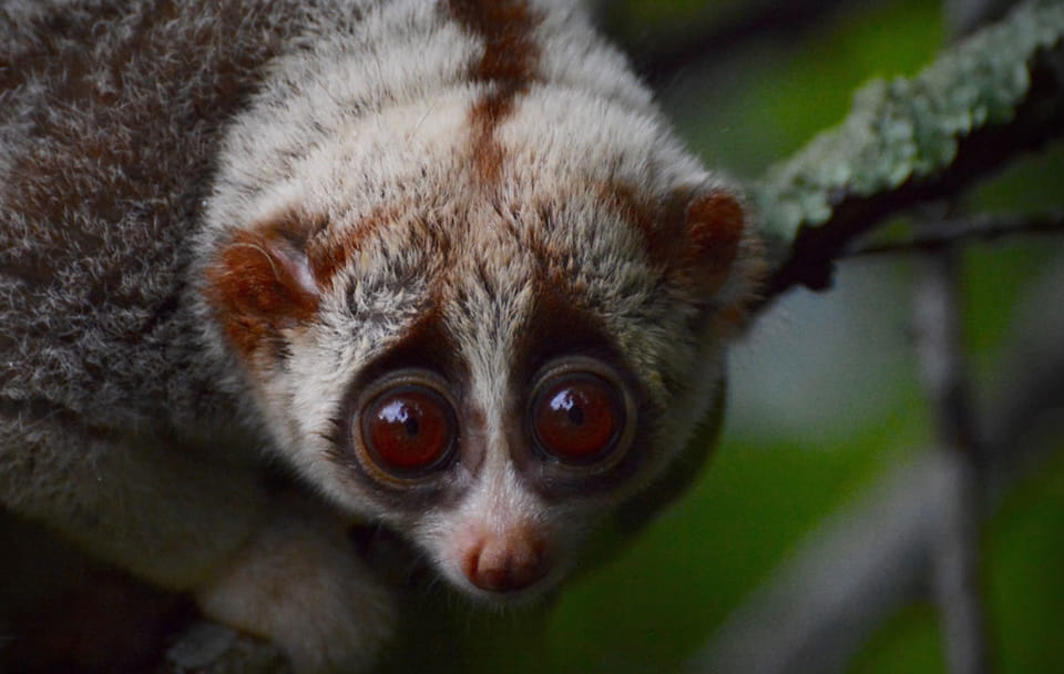 Hua Hin: Wildlife Friends Foundation Thailand Full-Day Visit