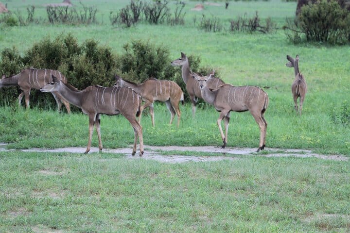 15 minutes scenic helicopter flight above Victoria Falls-Zimbabwe