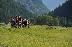 In sleigh or horse-drawn carriage in the Gran Paradiso Park from Aosta 