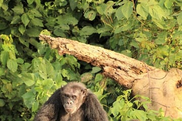 7-Day Private Uganda Chimpanzees and Gorilla Trek Tour from Entebbe