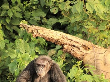 Private 7-Day Gorilla and Chimpanzee Trekking Tour in Uganda