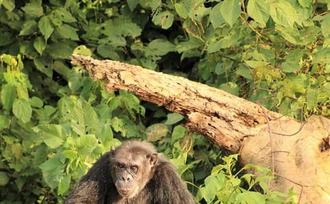 Private 7-Day Gorilla and Chimpanzee Trekking Tour in Uganda