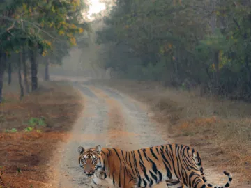 4-Day Private Jaipur & Ranthambore Wildlife Tour