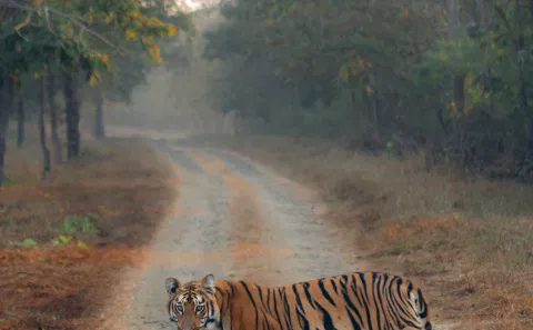 4-Day Private Jaipur & Ranthambore Wildlife Tour