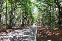Sabaduri Forest
