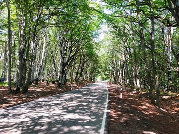 Sabaduri Forest