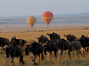 5 Days Migration Kenya Safari Including Lake Naivasha