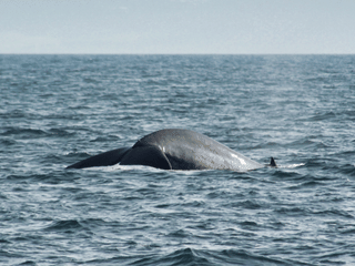 Húsavík: Small-Family Run, Responsible Whale Watching, photo 33