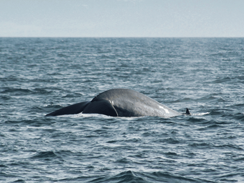 Húsavík: Whale Watching Tour with Heated Indoor Seating, photo 33