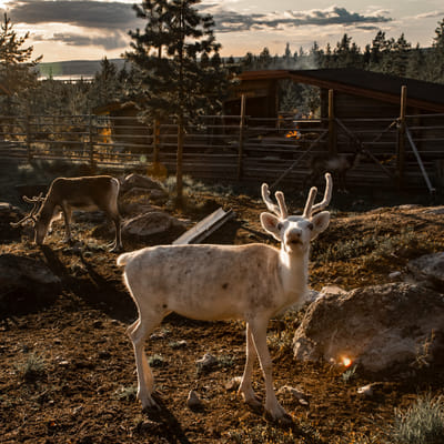 Aito Lapin Luontoelämys Porotilalla - Image 11