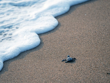 Turtle hatchlings on Juani Island