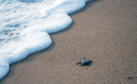 Turtle Hatch Watching Tour on Juani Island, Mafia