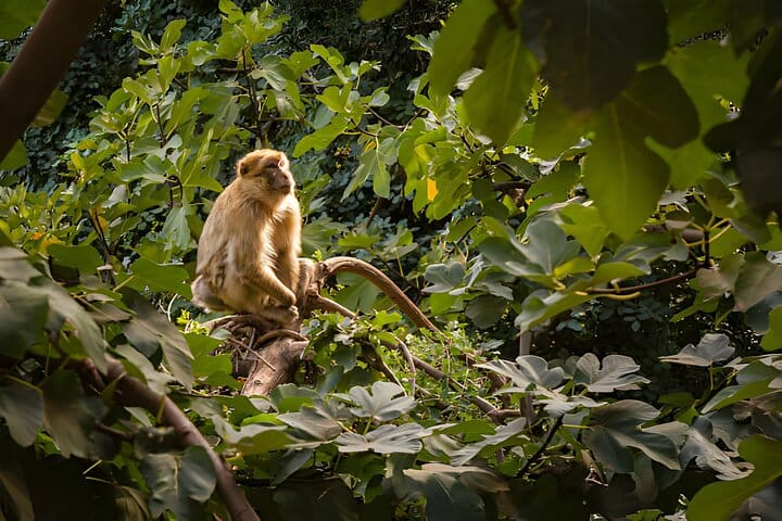 Full Day Trip To Ouzoud Waterfalls