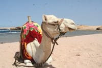 Sharm El Naga Day Snorkeling Trip &amp; Lunch By Car - Hurghada