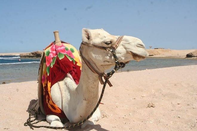 Sharm El Naga Day Snorkeling Trip &amp; Lunch By Car - Hurghada
