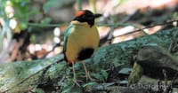 Victoria Falls: Birdwatching Adventure 4