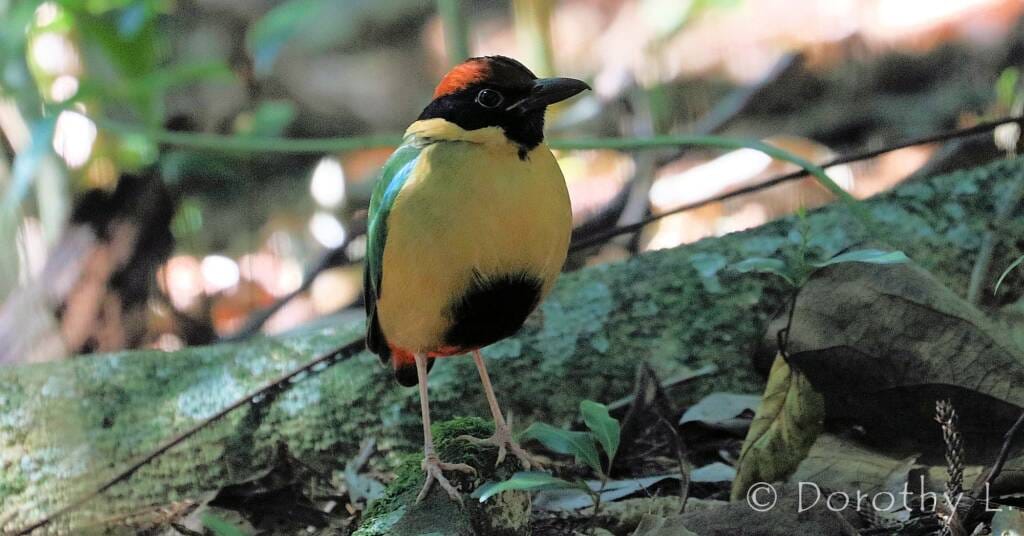 Victoria Falls: Birdwatching Adventure 4