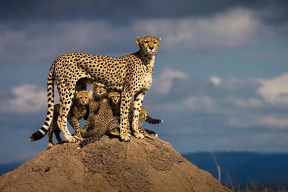 8-Day Private Safari Tour of Kenya and Tanzania from Nairobi
