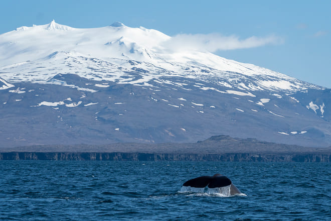 Whale Watching Ólafsvík  photo 5