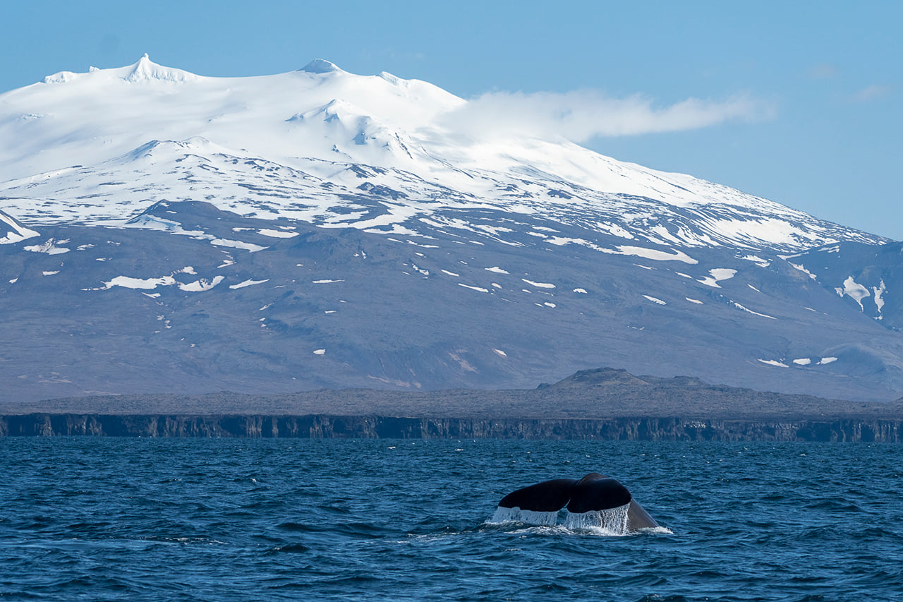 Whale Watching Ólafsvík  5