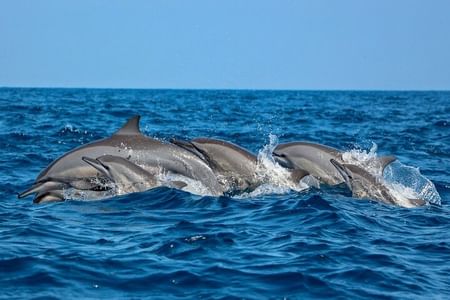 Dolphin and Whale Watching in Negombo