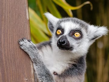 Krakow Zoo with Hotel Transfer