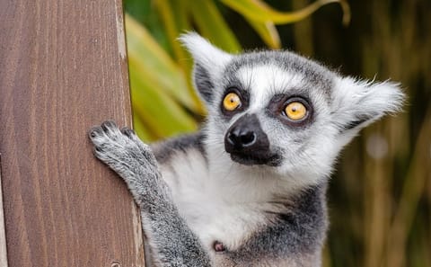 Krakow Zoo with Hotel Transfer