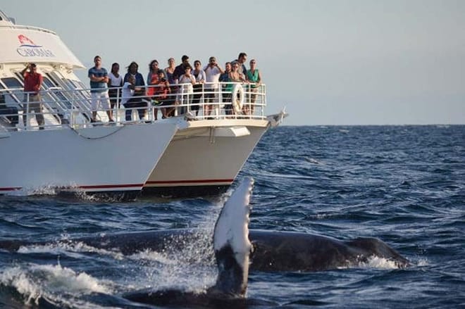 Whale Concert Discovery in Los Cabos photo 3