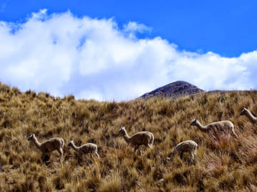 Day Tour from Lima to Huancaya for Adventure and Birdwatching