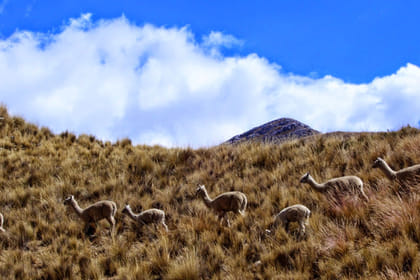 Day Tour from Lima to Huancaya for Adventure and Birdwatching
