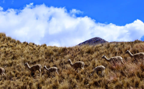 Day Tour from Lima to Huancaya for Adventure and Birdwatching
