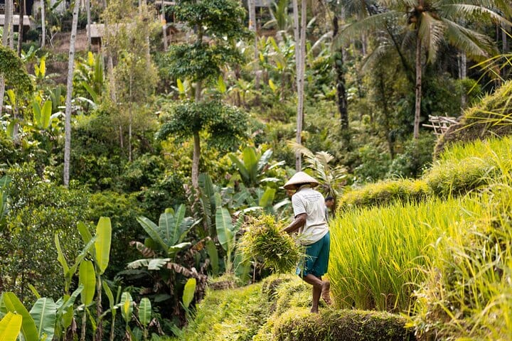 Private Tour : Campuhan Ridge Walk, Rice Terrace and Mount Batur  6