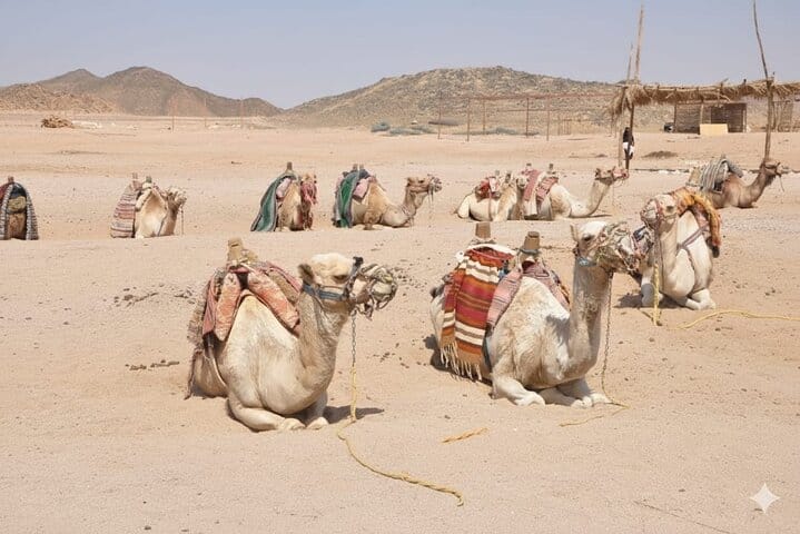 3-Hour Quad Safari & Camel Ride – Morning or Sunset – Hurghada